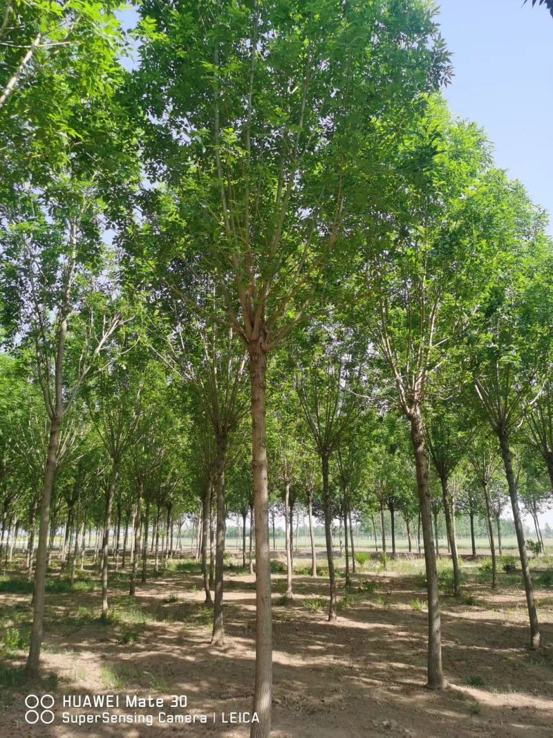 白蜡树成活率高量大从优全国可发6～20公分