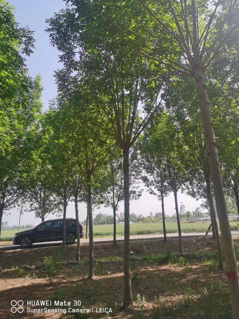 白蜡树成活率高量大从优全国可发6～20公分