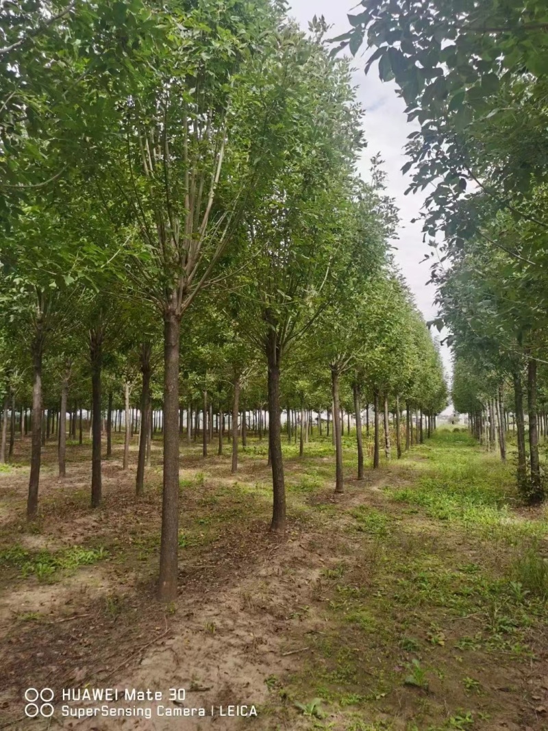 白蜡树成活率高量大从优全国可发6～20公分
