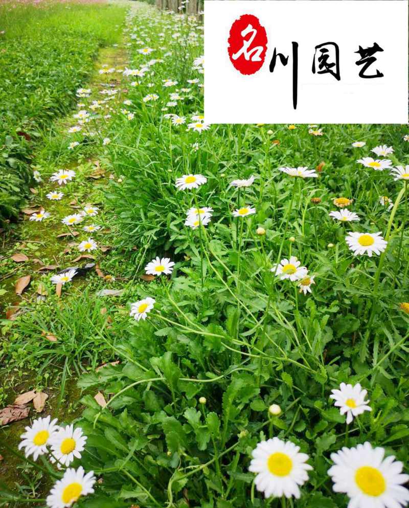 出售精品大花滨菊杯苗矮滨菊批发成都时令草花批发