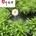 出售精品大花滨菊杯苗矮滨菊批发成都时令草花批发