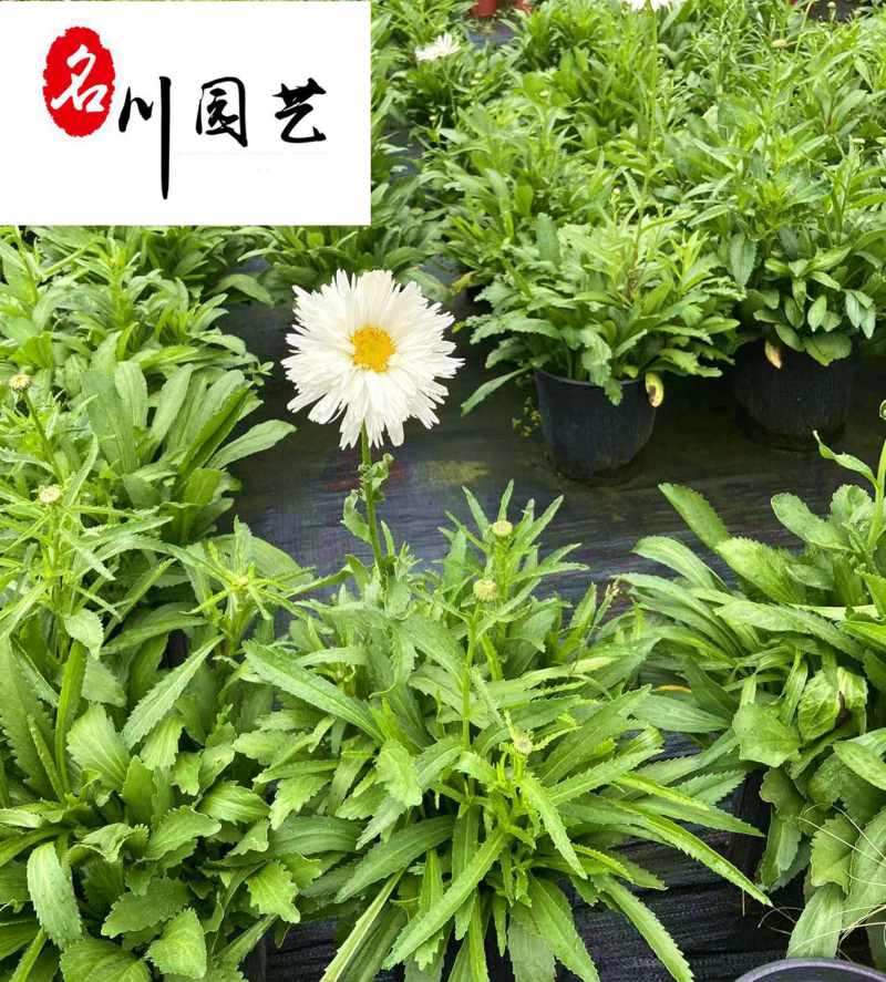 出售精品大花滨菊杯苗矮滨菊批发成都时令草花批发