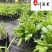出售精品大花滨菊杯苗矮滨菊批发成都时令草花批发