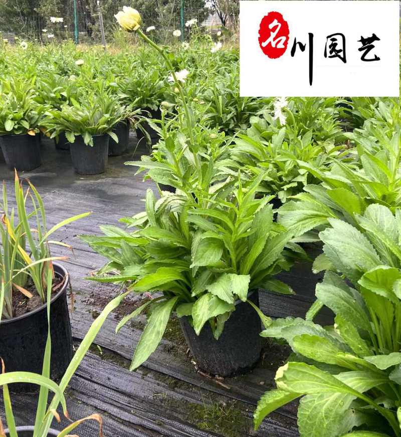 出售精品大花滨菊杯苗矮滨菊批发成都时令草花批发