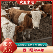 【热卖】山东西门塔尔牛犊活牛对接养殖户包邮赠送铡草机手续齐全