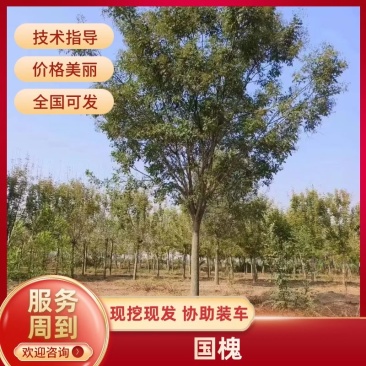 国槐树提供技术指导诚信经营全国发货苗木专业培育