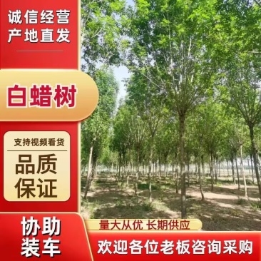 白蜡树成活率高量大从优全国可发6～20公分