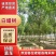 白蜡树成活率高量大从优全国可发6～20公分