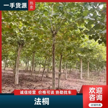 法桐自家基地种植成活率高品质保障欢迎实地考察