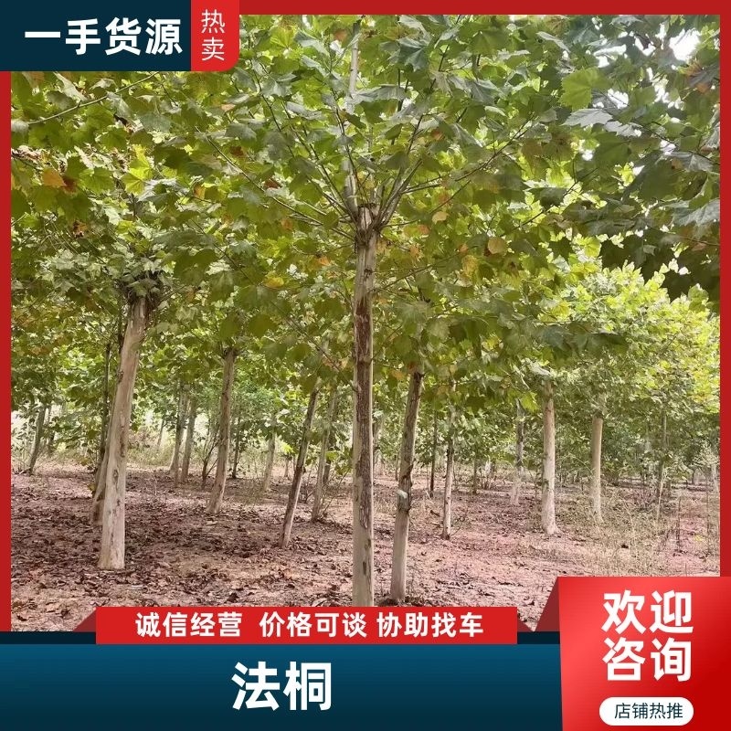 法桐自家基地种植成活率高品质保障欢迎实地考察