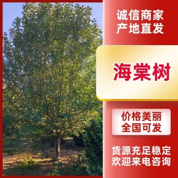海棠树成活高提供专业的技术指导欢迎咨询订货