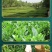 陕西西乡绿珠茶业有限公汉中绿茶50克/罐降温茶福利茶