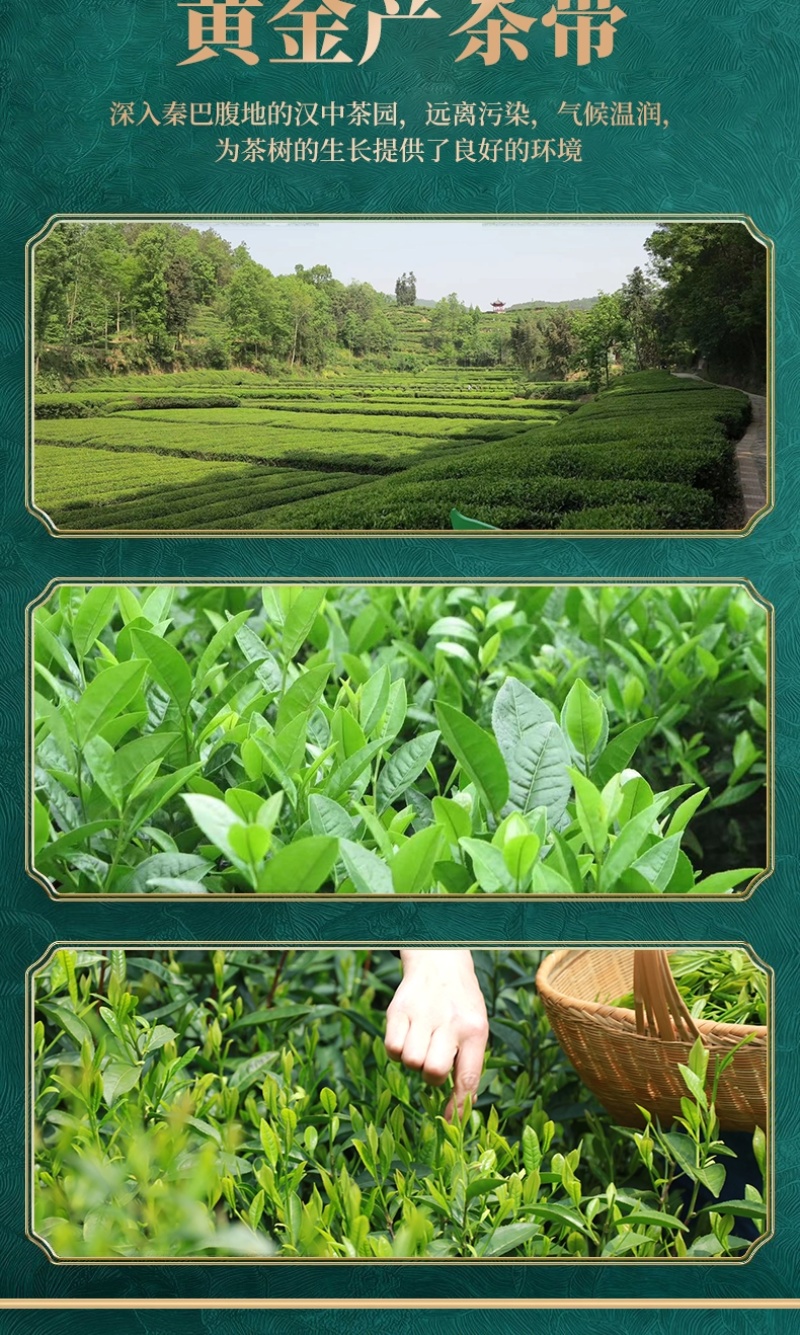 陕西西乡绿珠茶业有限公汉中绿茶50克/罐降温茶福利茶