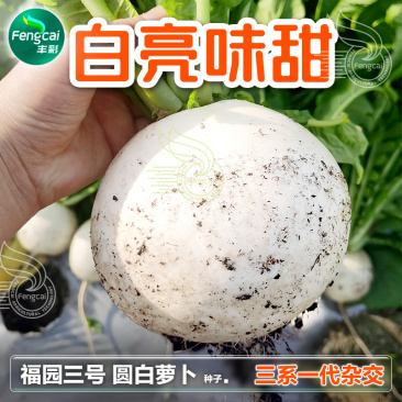 福园三号圆白萝卜种子白亮味甜入口化渣不空心不裂口