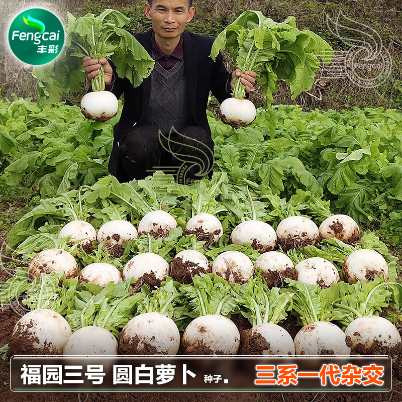 福园三号圆白萝卜种子白亮味甜入口化渣不空心不裂口