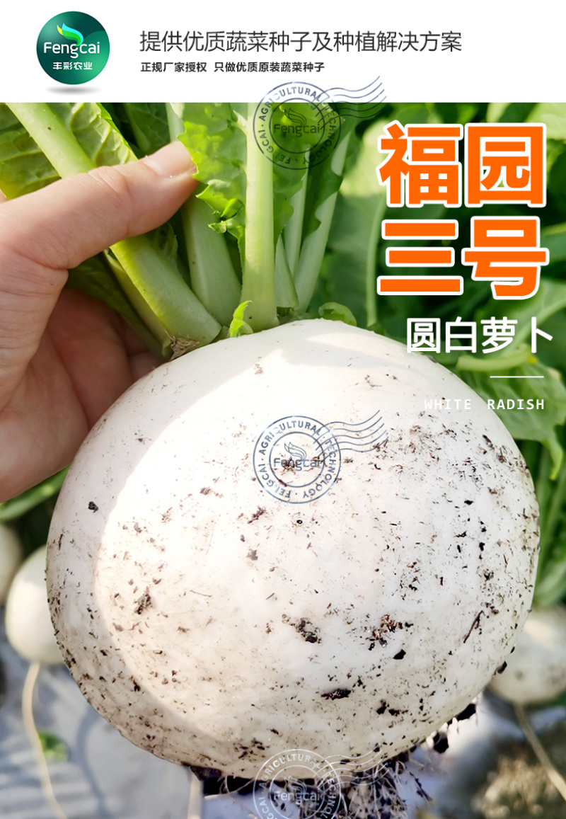 福园三号圆白萝卜种子白亮味甜入口化渣不空心不裂口