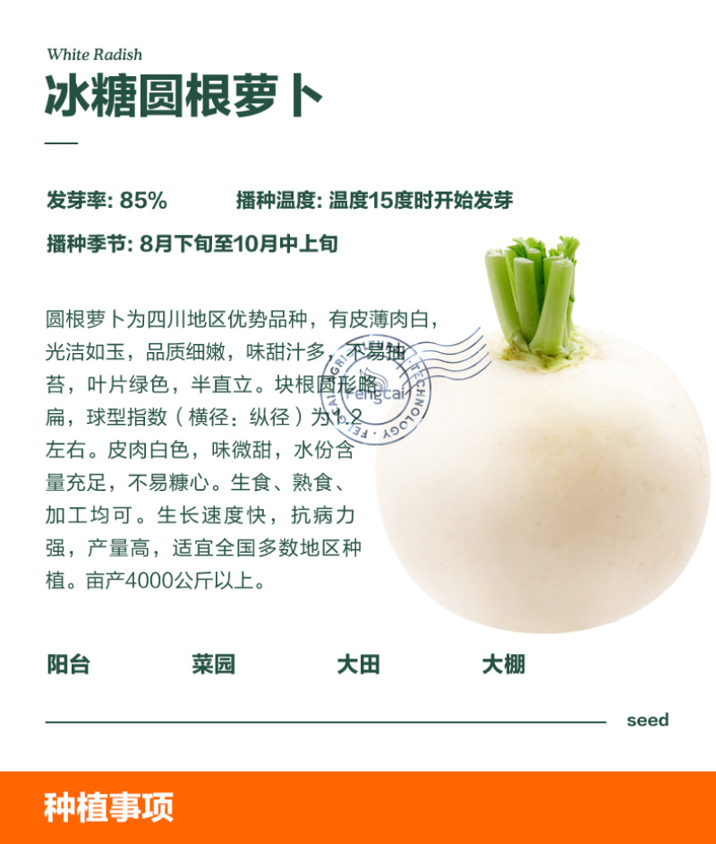福园三号圆白萝卜种子白亮味甜入口化渣不空心不裂口