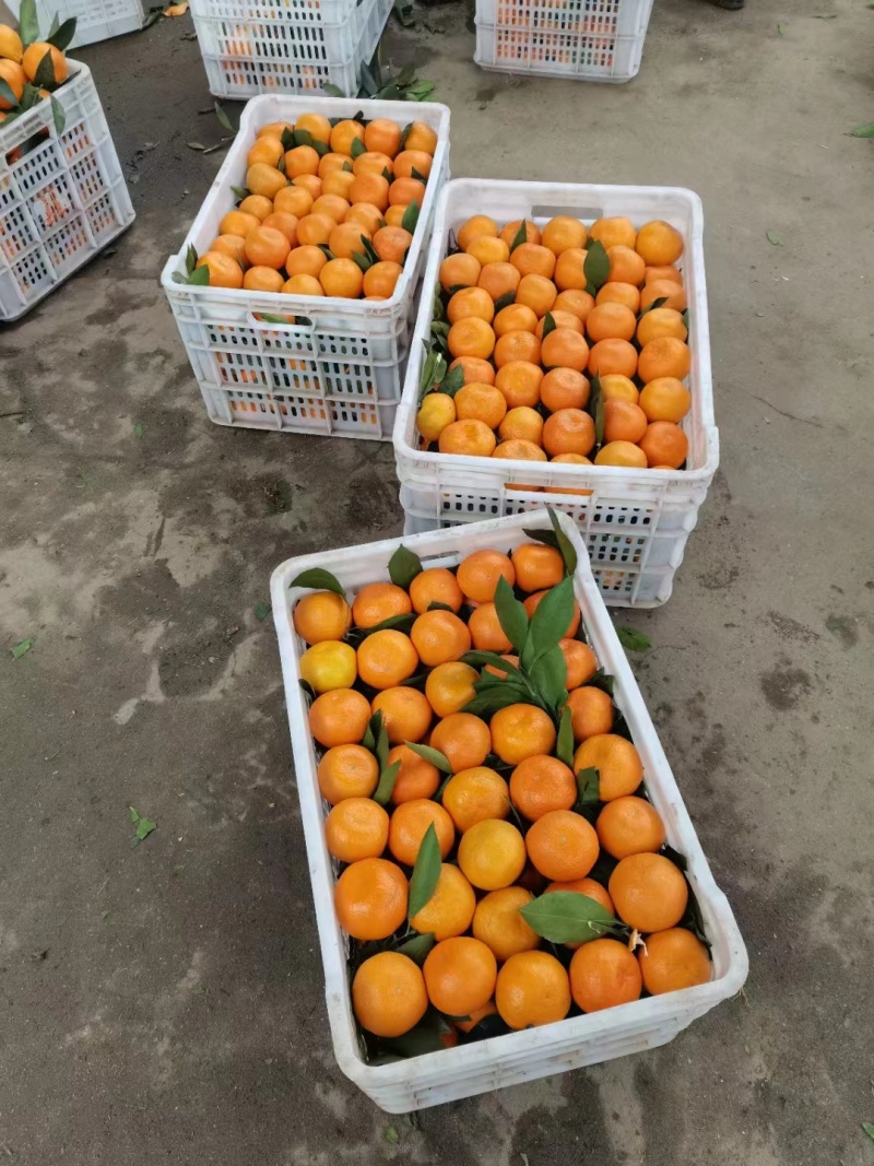 湖北丹江口武当蜜橘大量货源产地直发欢迎联系