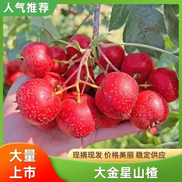 山楂精品山楂，大金星山楂山东山楂大量供货欢迎来电咨询