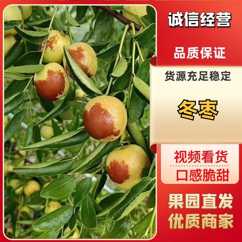 【推荐店铺】陕西冬枣大荔冬枣产地直发，品质保证欢迎咨询