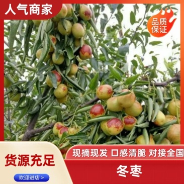 冬枣大荔冬枣产区直发保质保量发货全国欢迎选购