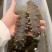 长岛海参，15g（6cm）/只精品海参欢迎各地客商来电洽谈