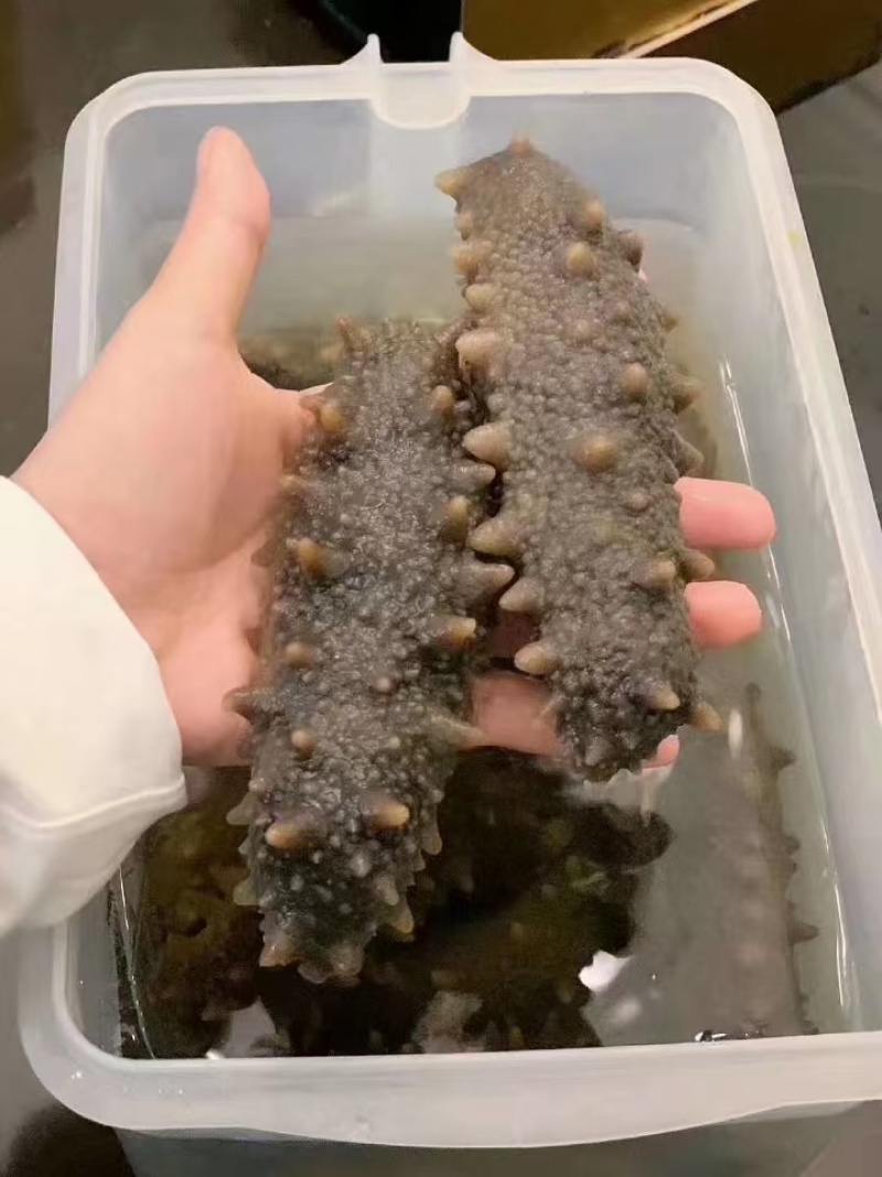 长岛海参，15g（6cm）/只精品海参欢迎各地客商来电洽谈