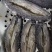 长岛海参，15g（6cm）/只精品海参欢迎各地客商来电洽谈