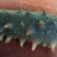 长岛海参，15g（6cm）/只精品海参欢迎各地客商来电洽谈