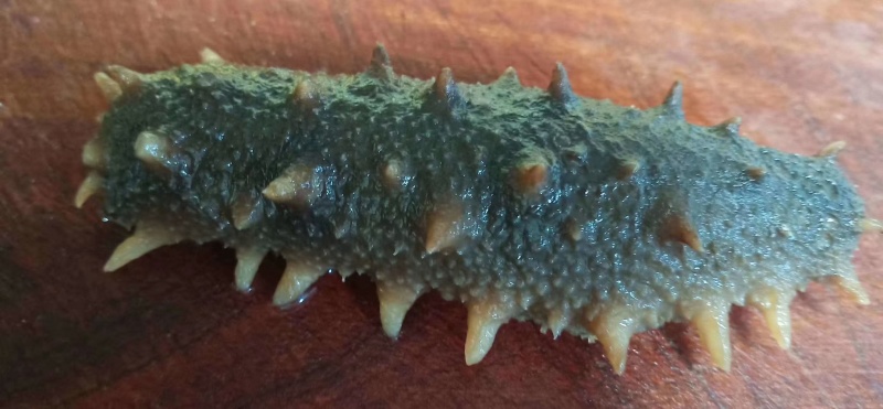 长岛海参，15g（6cm）/只精品海参欢迎各地客商来电洽谈