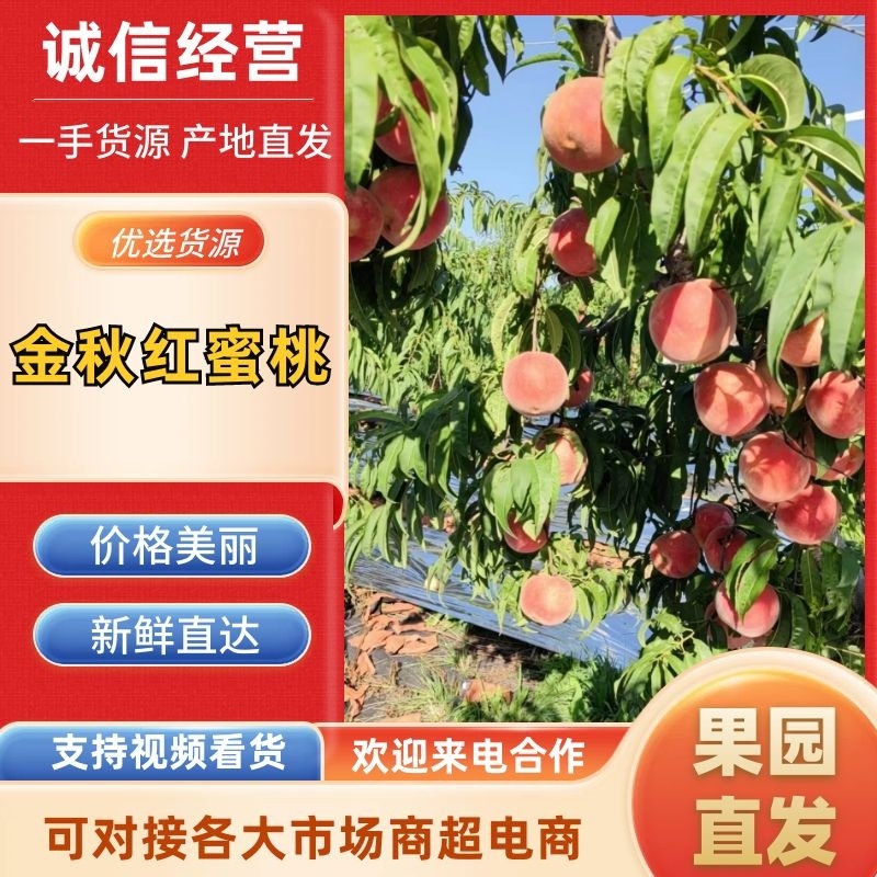 金秋红蜜桃子产地热卖量大价优品质保障诚信经营