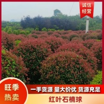 红叶石楠球重庆石楠球全年供应货源充足欢迎来电咨询