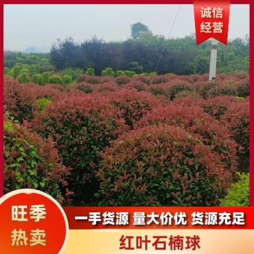 红叶石楠球重庆石楠球全年供应货源充足欢迎来电咨询