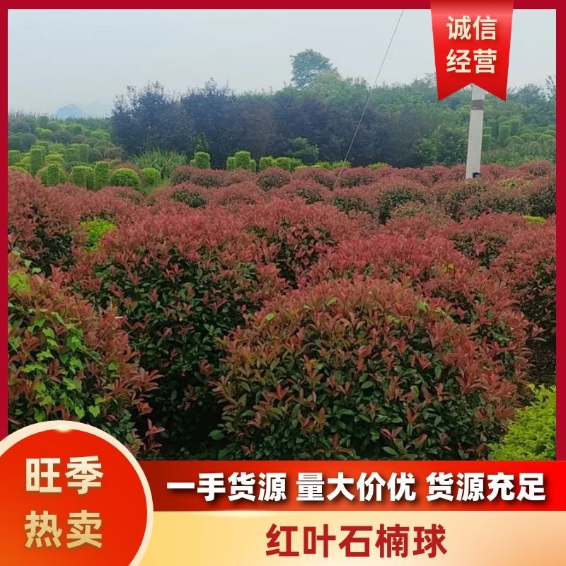 红叶石楠球重庆石楠球全年供应货源充足欢迎来电咨询