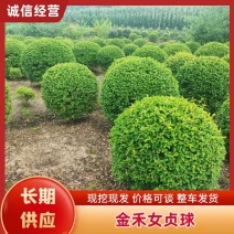 金禾女贞球重庆女贞全年供应货源充足欢迎来电咨询