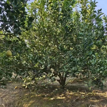 香泡树江西丛生香泡树苗圃直发提供技术支持规格齐全