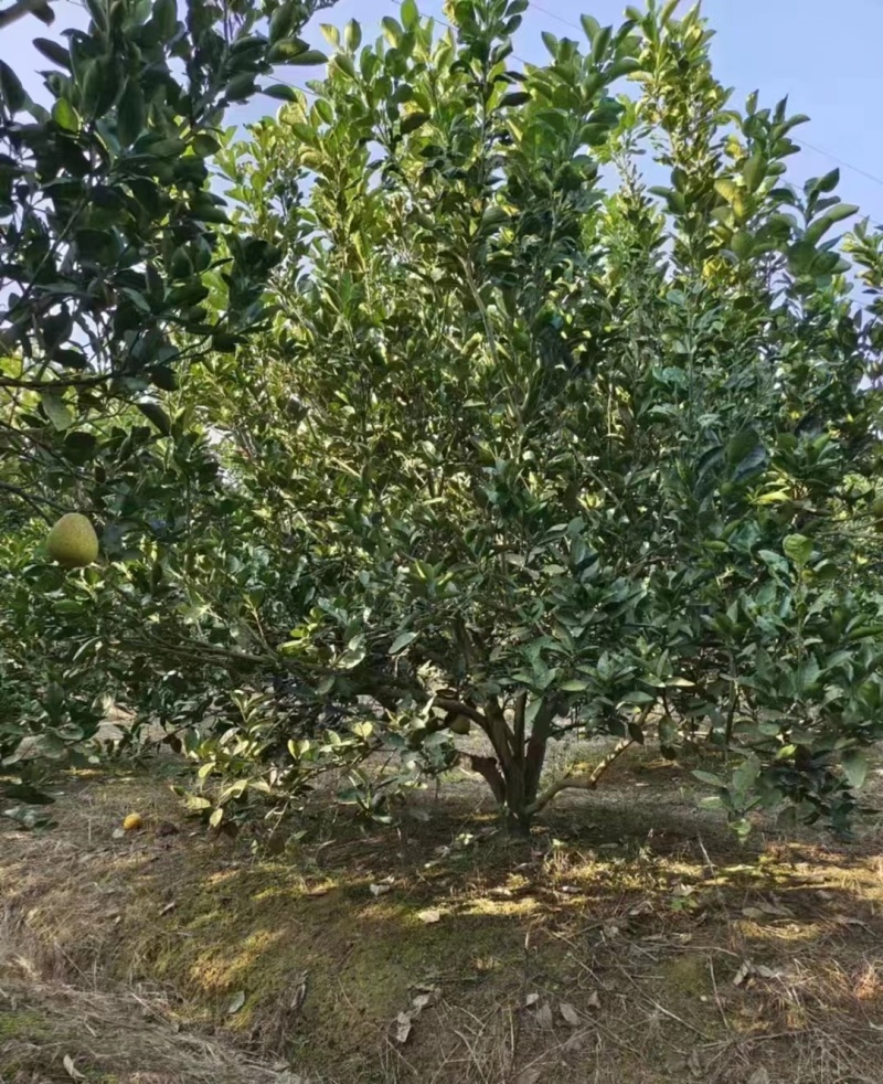 香泡树江西丛生香泡树苗圃直发提供技术支持规格齐全