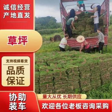 草坪重庆草坪，全年供应，货源充足欢迎来电咨询
