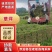 草坪重庆草坪，全年供应，货源充足欢迎来电咨询