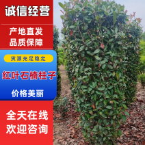 红叶石楠柱子重庆石楠树，全年供应，货源充足欢迎来电咨询