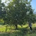 香泡树江西丛生香泡树苗圃直发提供技术支持规格齐全
