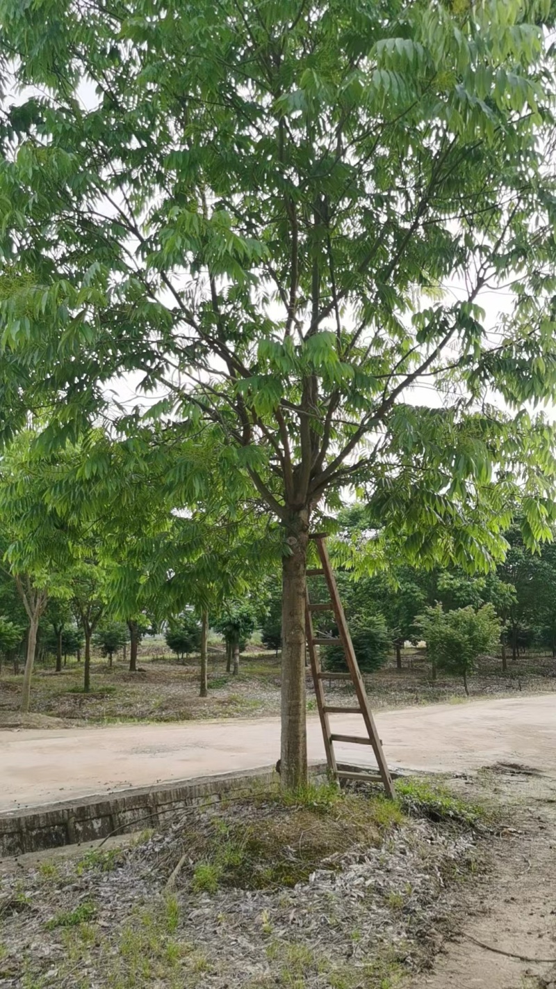 无患子江西无患子1-25公分都有可视频看货量大从优