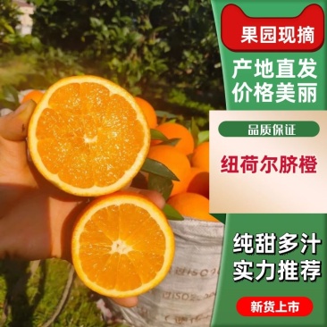 湖南脐橙精品纽荷尔脐橙大量上市产地货源规格齐全