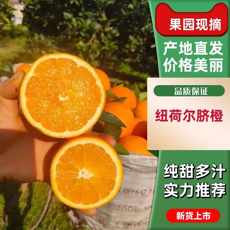 湖南脐橙精品纽荷尔脐橙大量上市产地货源规格齐全