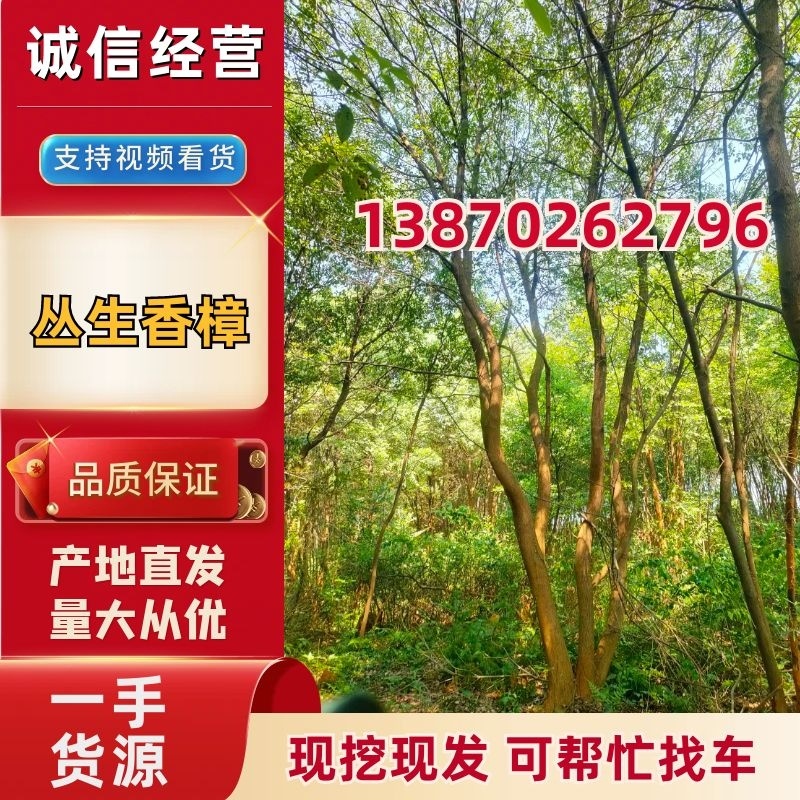 丛生香樟江西香樟50-100公分苗场直发提供技术