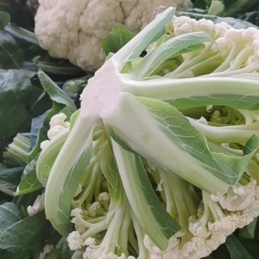 花菜有机花河北花菜产地直发一手货源电商市场商超