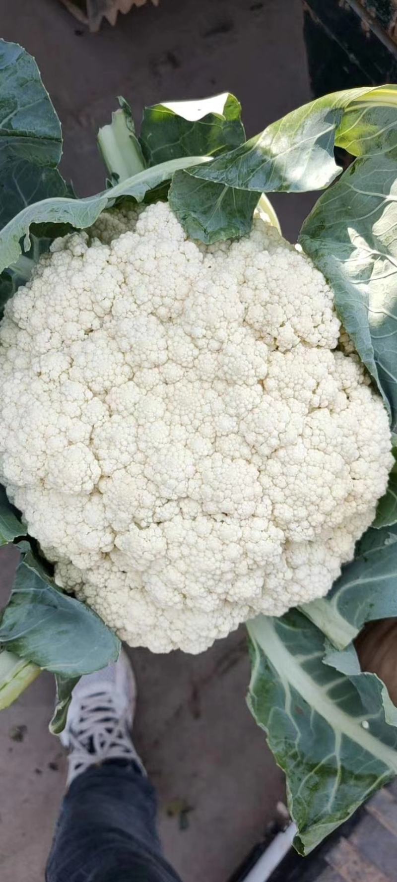 花菜有机花河北花菜产地直发一手货源电商市场商超