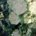 花菜有机花河北花菜产地直发一手货源电商市场商超