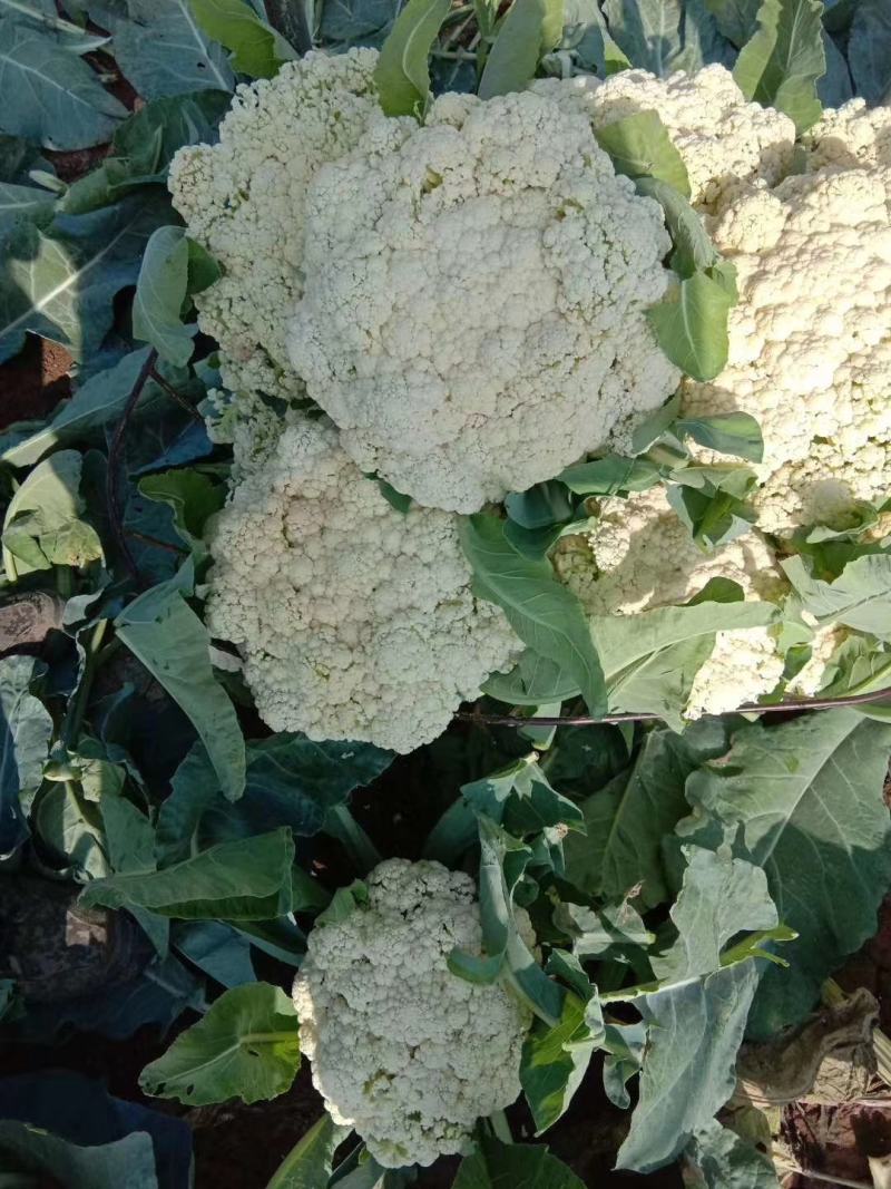 花菜有机花河北花菜产地直发一手货源电商市场商超