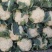 花菜有机花河北花菜产地直发一手货源电商市场商超